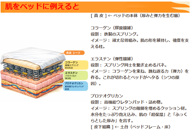 身体が強張る人に必須　エラスチン+プロテオグリカン+Ⅱ型コラーゲン「プロテラスチン4」