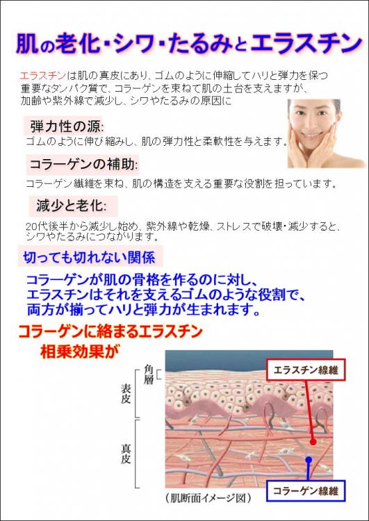身体が強張る人に必須　エラスチン+プロテオグリカン+Ⅱ型コラーゲン「プロテラスチン4」