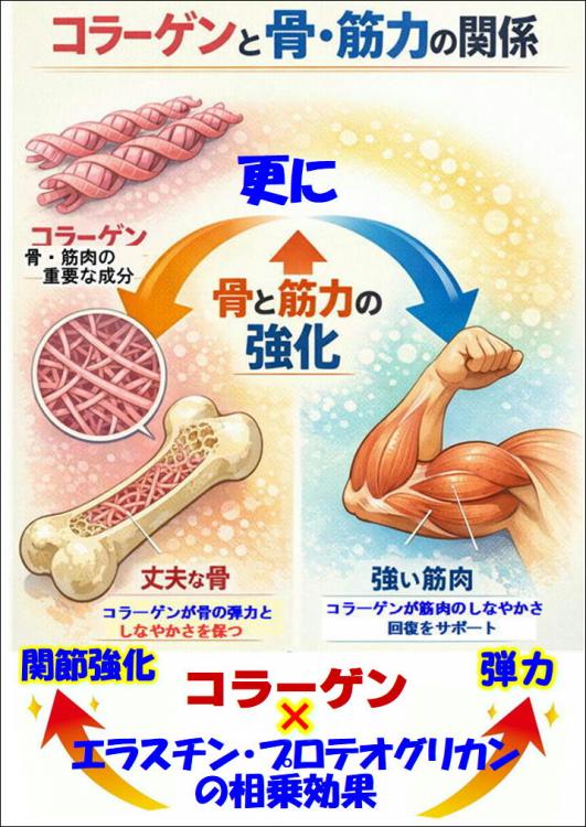 身体が強張る人に必須　エラスチン+プロテオグリカン+Ⅱ型コラーゲン「プロテラスチン4」