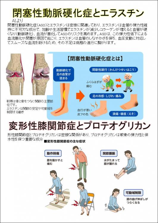 身体が強張る人に必須　エラスチン+プロテオグリカン+Ⅱ型コラーゲン「プロテラスチン4」