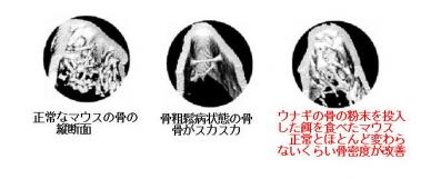 うなぎの骨カルシウム粒　